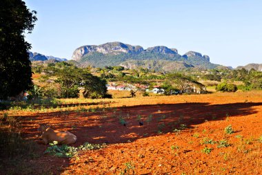 Küba: Valle de Vinales (Unesco Dünya Mirası sit alanı görünümünü)