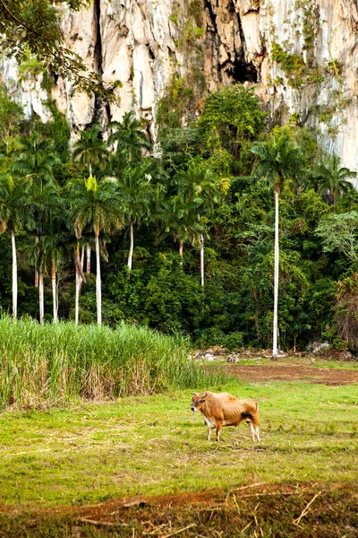 Cuba Vaca Valle Vinales Patrimonio Humanidad Por Unesco — Foto de Stock