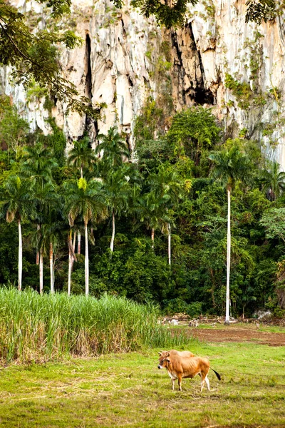 Cuba Vaca Valle Vinales Patrimonio Humanidad Por Unesco — Foto de Stock