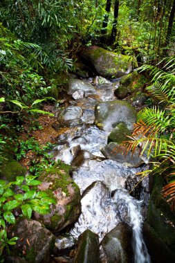 Borneo ormanlarında güzel tropikal yağmur ormanları stream / Malezya yakınındaki ünlü Mount Kinabalu yakınındaki