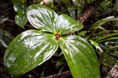 Yeşil tropikal yağmur ormanları yapraklar