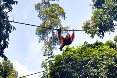 Sabah, Borneo, Malezya maymunlar Sepilok doğa rezerv