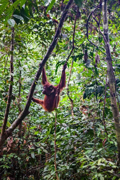 Orangutang Silvestre Reserva Natural Sepilok Sabah Borneo Malasia — Foto de Stock