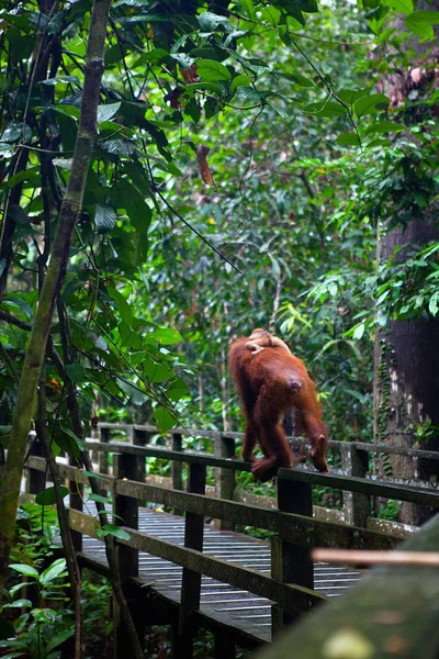 Orangutang Sauvage Dans Réserve Naturelle Sepilok Sabah Bornéo Malaisie — Photo