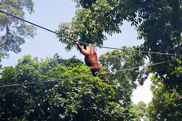 Opicích Sepilok Přírodní Rezervaci Sabah Borneo Malajsie — Stock fotografie