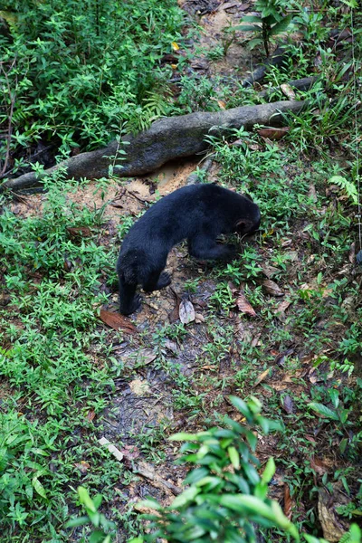 Malayan Sunbear Helarctos Malayanus Junglă Sabah Borneo Malaezia — Fotografie, imagine de stoc