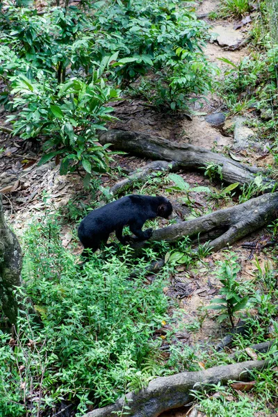 Malayan Sunbear Helarctos Malayanus Junglă Sabah Borneo Malaezia — Fotografie, imagine de stoc