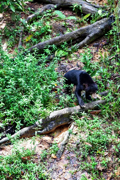 Ours Soleil Malais Helarctos Malayanus Dans Jungle Sabah Bornéo Malaisie — Photo