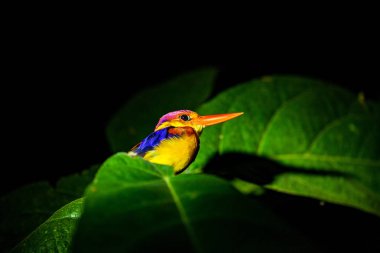 Kingfisher gece yağmur ormanlarında Borneo, Malezya