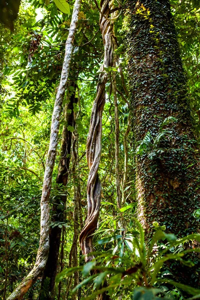 Rainforest Discovery Centre Borneo Sabah Sepilok — Foto de Stock