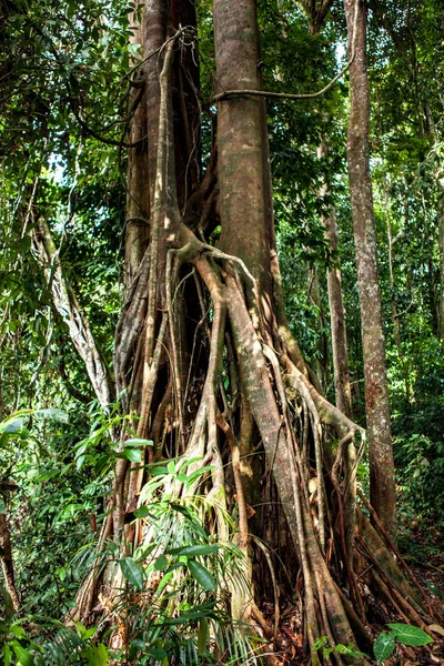 Borneo yağmur ormanları keşif Merkezi