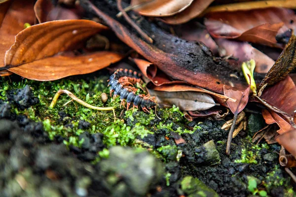 Borneo Ormanlarında Güzel Caterpillar — Stok fotoğraf