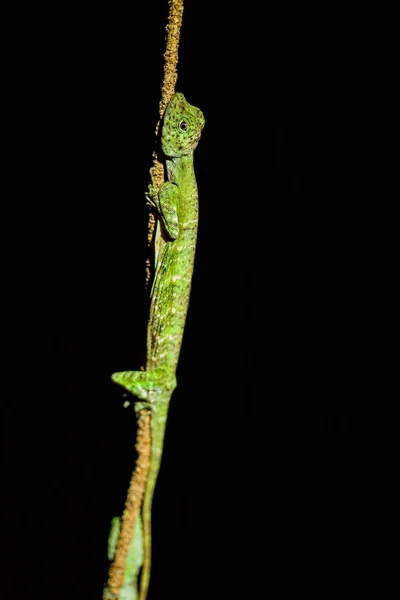 Lézard Bornéo Malaisie — Photo