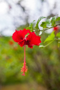 Yeşil arka planda güzel kırmızı ebegümeci çiçek