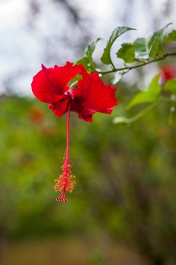 Yeşil arka planda güzel kırmızı ebegümeci çiçek