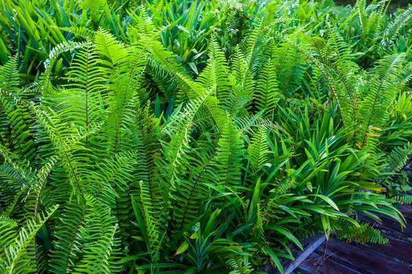 美丽的绿色蕨类植物叶子 — 图库照片