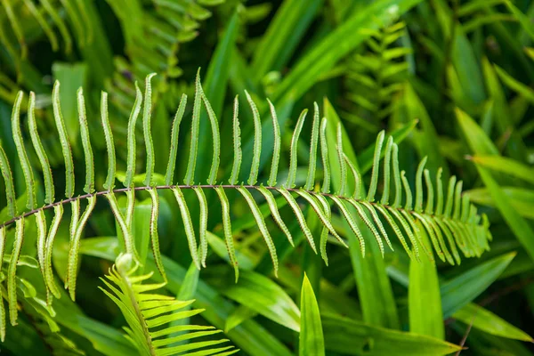 Folhas de samambaias verdes maravilhosas — Fotografia de Stock