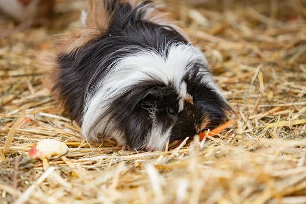 Close up of black / white guinea pig — стоковое фото