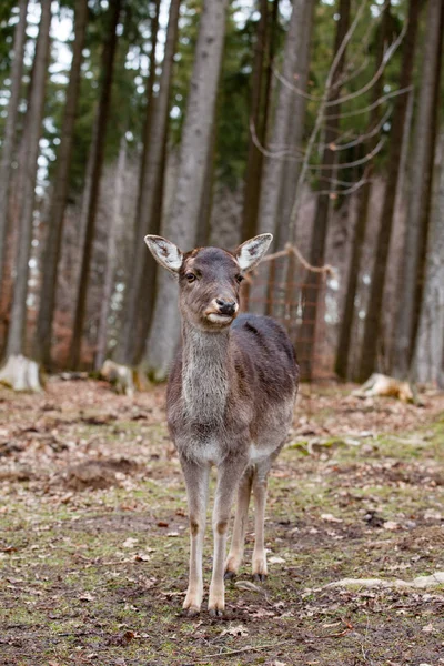 Evropský moufon v německém lese — Stock fotografie
