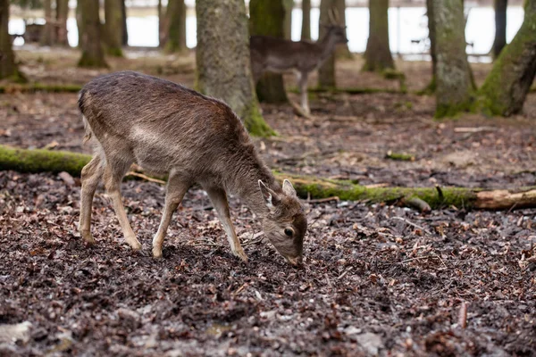 Evropský moufon v německém lese — Stock fotografie