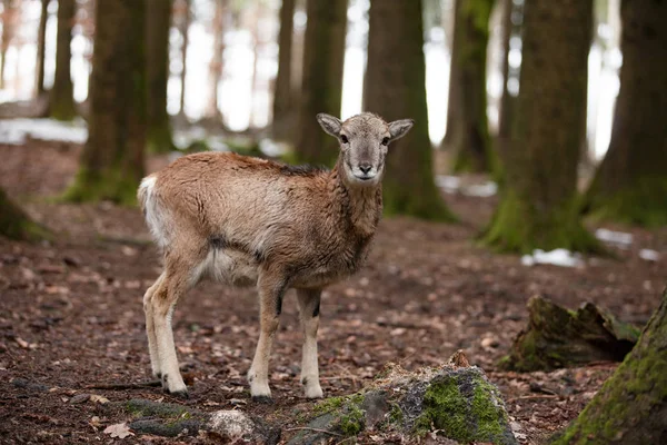 Evropský moufon v německém lese — Stock fotografie