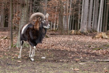 Alman ormanında Avrupa mouflon 