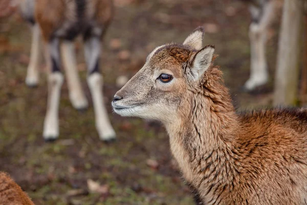 European mouflons in the German forest