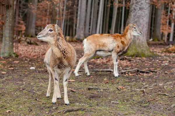 Europese mouflons in het Duitse woud — Stockfoto