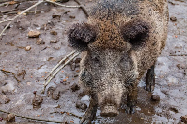 Jabalí salvaje (Sus scrofa) en charco de barro — Foto de Stock