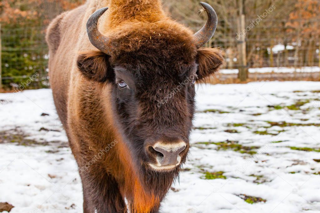 European bison (Bos bonasus) in winter time - close up 