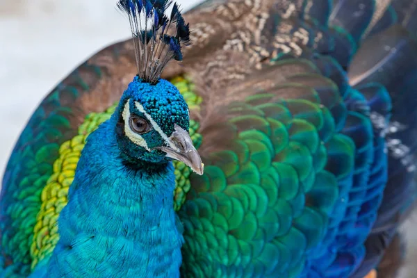 Portrait of the beautiful colorful peacock — Stock Photo, Image