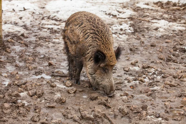 Кабан (Sus scrofa) в луже грязи — стоковое фото