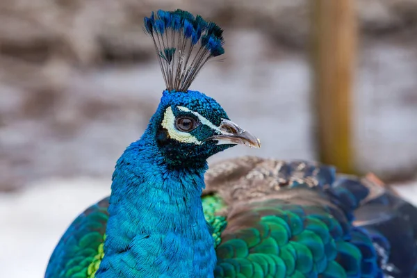 Portrait of the beautiful colorful peacock — Stock Photo, Image