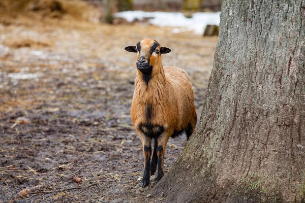 Ormanda sevimli Kamerun koyunu (Almanya) — Stok fotoğraf