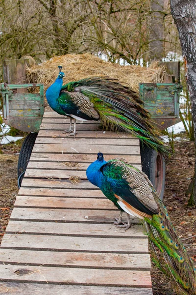 Two beautiful colorful peacock — Stock Photo, Image