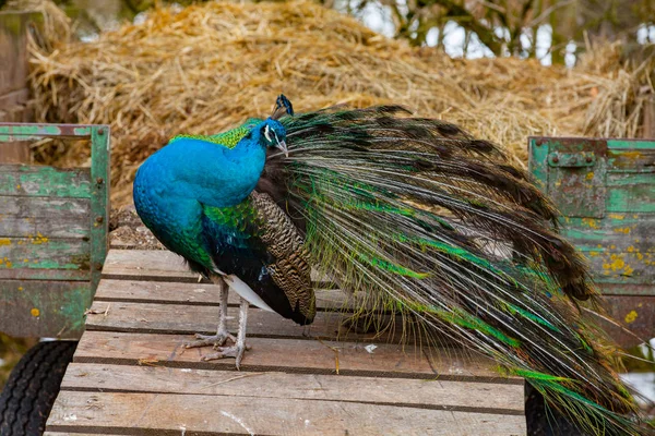 Portrait of the beautiful colorful peacock — Stock Photo, Image