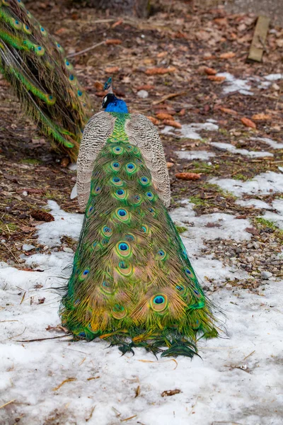 Colorful peacock — Stock Photo, Image