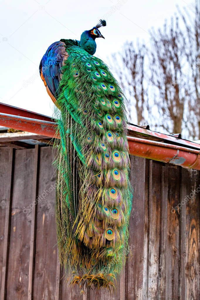 Portrait of the beautiful colorful peacock