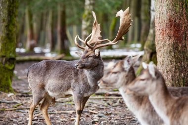 Kızıl Geyik Geyik Ormanda (Almanya)