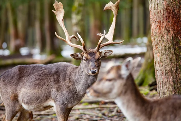 Red Deer Stag In Forest (Germany)