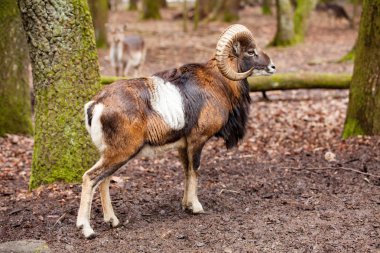 Mouflon Erkek (Ovis musimon) Alman f büyük kıvrımlı boynuzları ile