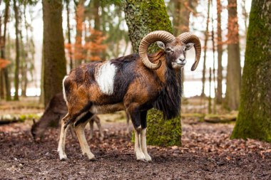 Mouflon Erkek (Ovis musimon) Alman f büyük kıvrımlı boynuzları ile