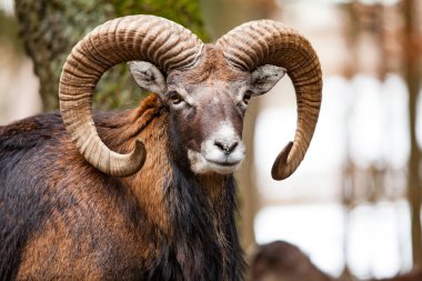 Mouflon Erkek (Ovis musimon) Alman f büyük kıvrımlı boynuzları ile