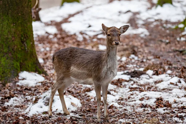 Portrét ženské jeleny v krásném lese (Německo) — Stock fotografie