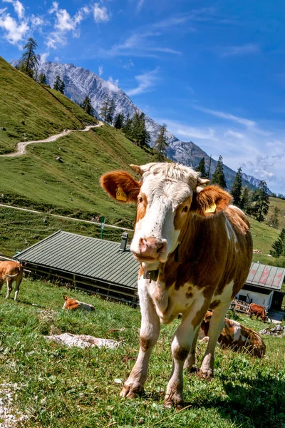 Germany, Bavaria: Funny Alpine cow near the Konigssee lake (Berc