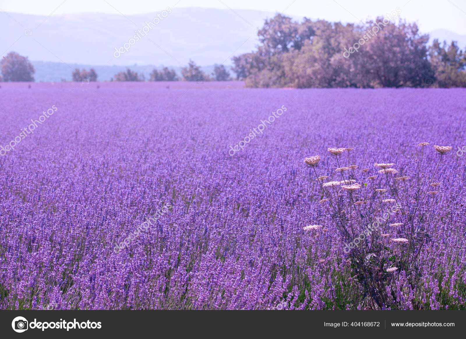 Roxo Cor Violeta Ensolarado Desfocado Lavanda Fundo Campo Flores Provença —  Foto © lenawurm #404168672, image size:1600x1167