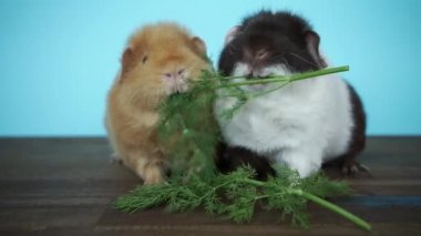 Gine domuzları taze maydanoz yiyor.