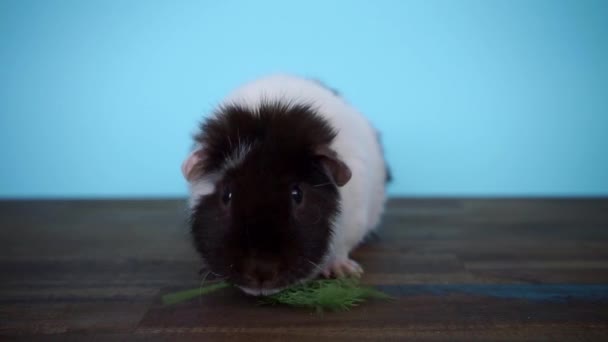 Black and white guinea pig sits and eats parsley — Stock Video
