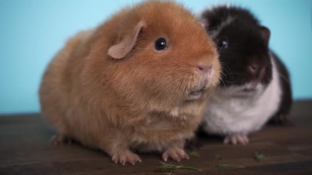 Guinea pigs are sitting eating fresh parsley — Stock Video