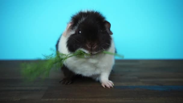 Black and white guinea pig sits and eats parsley — Stock Video